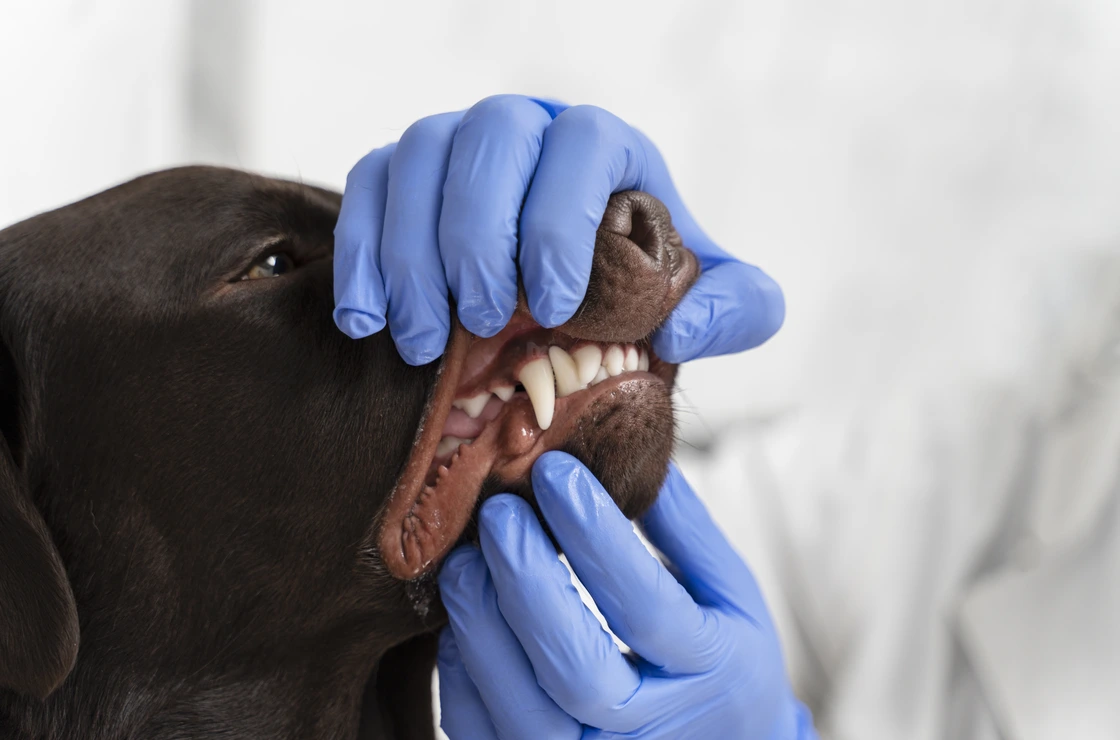Bionika dental team performing ultrasonic cleaning on a relaxed dog