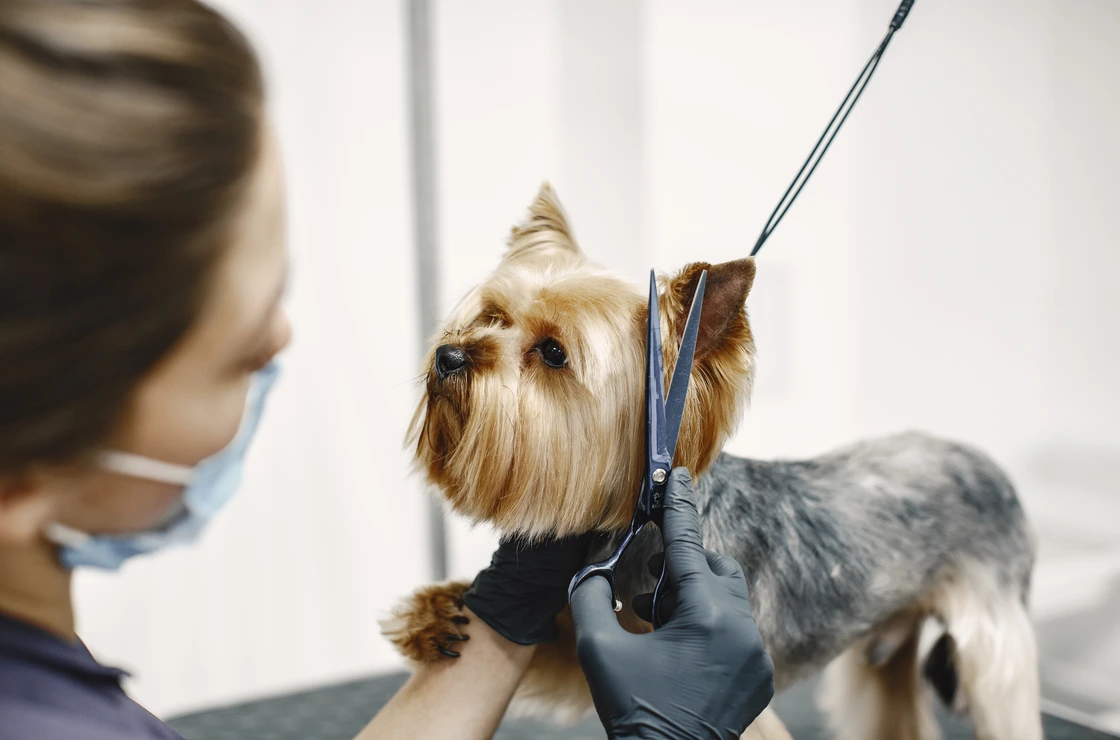 Bionika groomer styling a fluffy dog on the grooming table