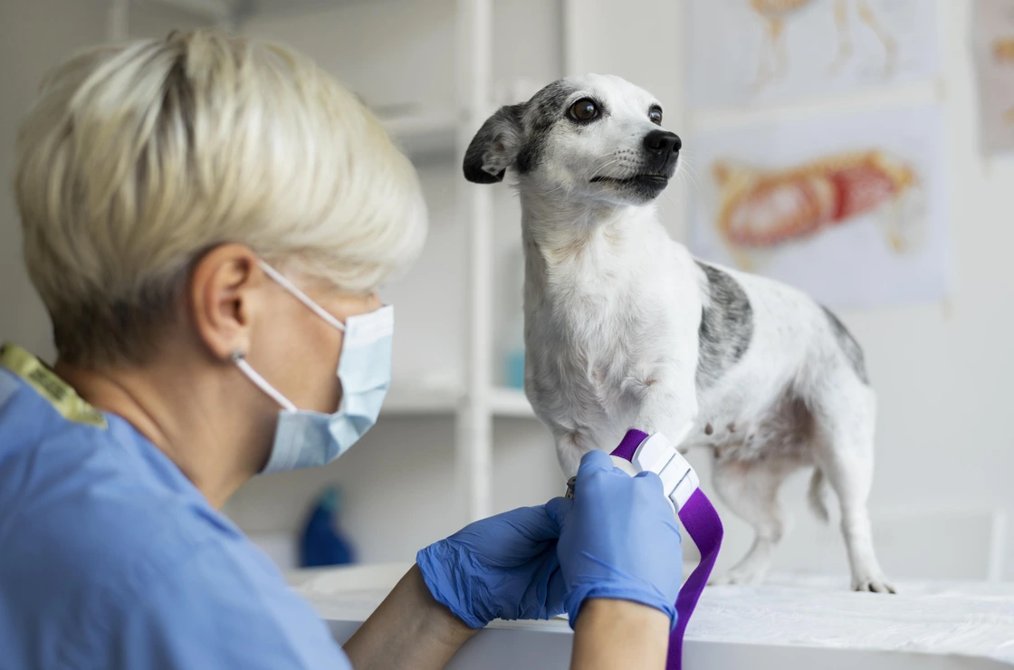 Bionika veterinarian giving a vaccination shot to a calm dog